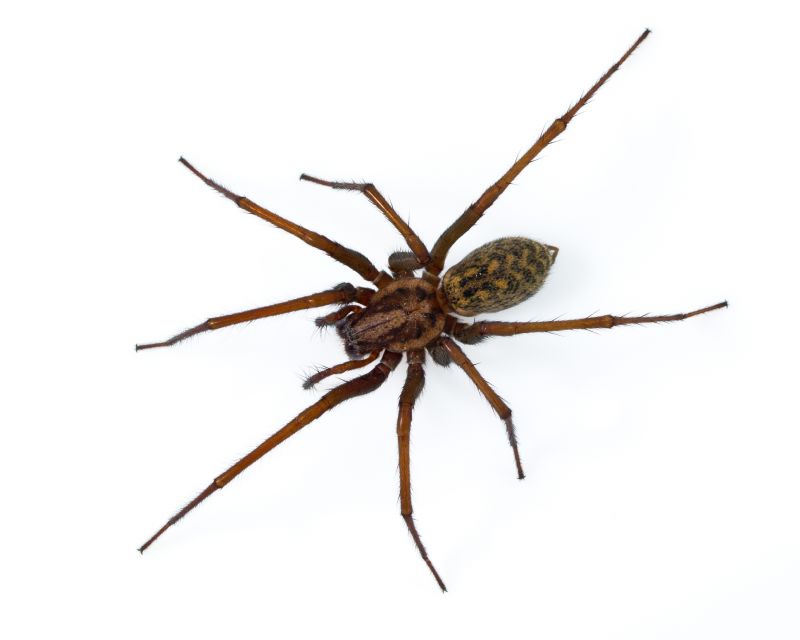 Spider Control Service